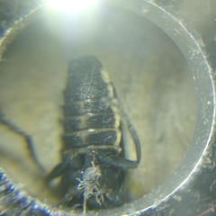 Discodon normale