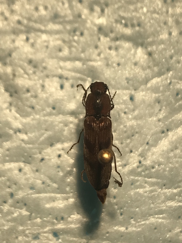 Diacanthous triundulatus