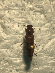 Diacanthous triundulatus