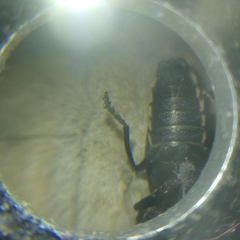 Discodon normale