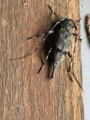 Graphisurus despectus