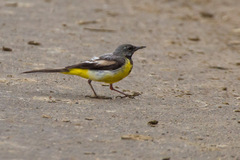 Motacilla cinerea patriciae