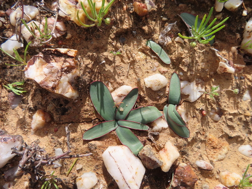 Gethyllis marginata