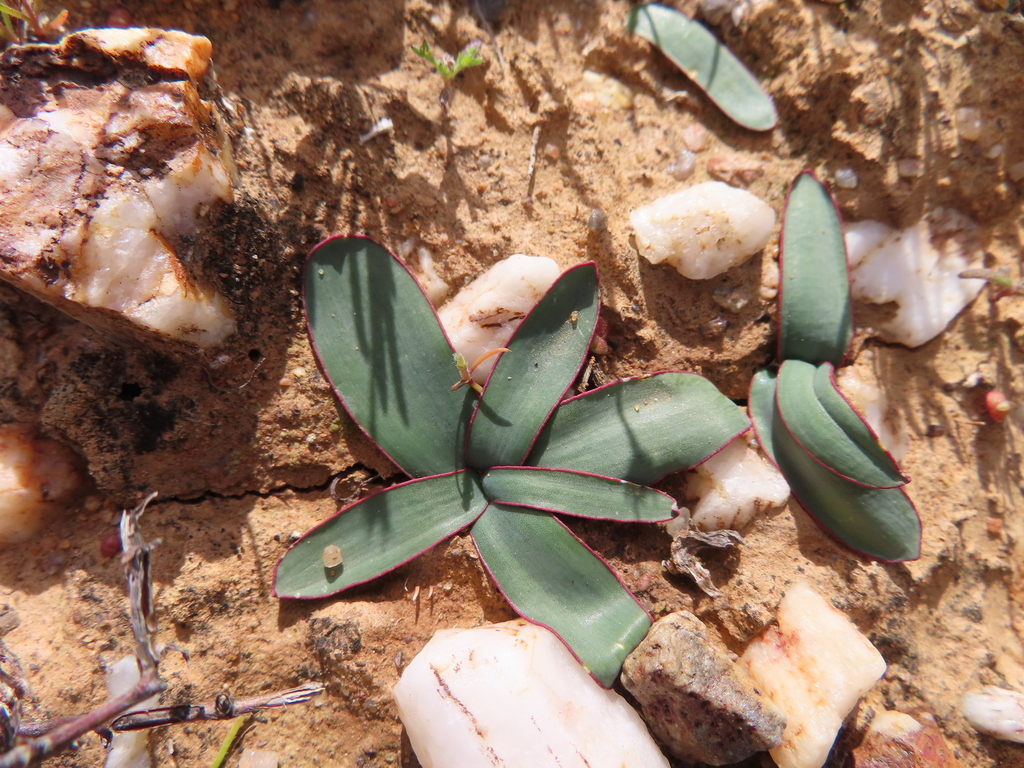 Gethyllis marginata, West Coast, ZA-WC, ZA