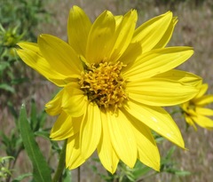 Helianthus cusickii