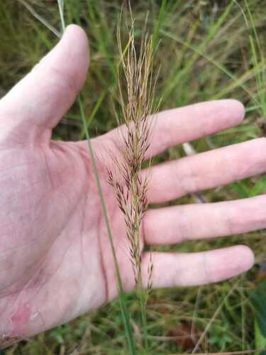 Image of Aristida Torta (Aristida torta) by (c) Guillaume Delaitre, some rights reserved (CC BY)