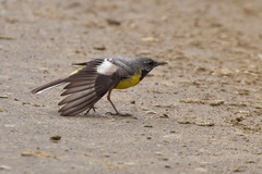 Motacilla cinerea patriciae