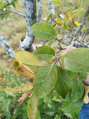 Image of Byrsonima crassifolia by (c) Guillaume Delaitre, some rights reserved (CC BY)
