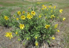 Helianthus cusickii