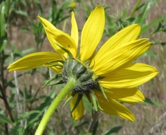 Helianthus cusickii