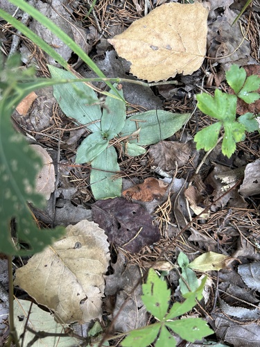 Image of Ponthieva racemosa by no rights reserved