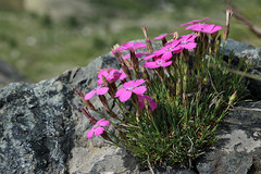 Dianthus pavonius