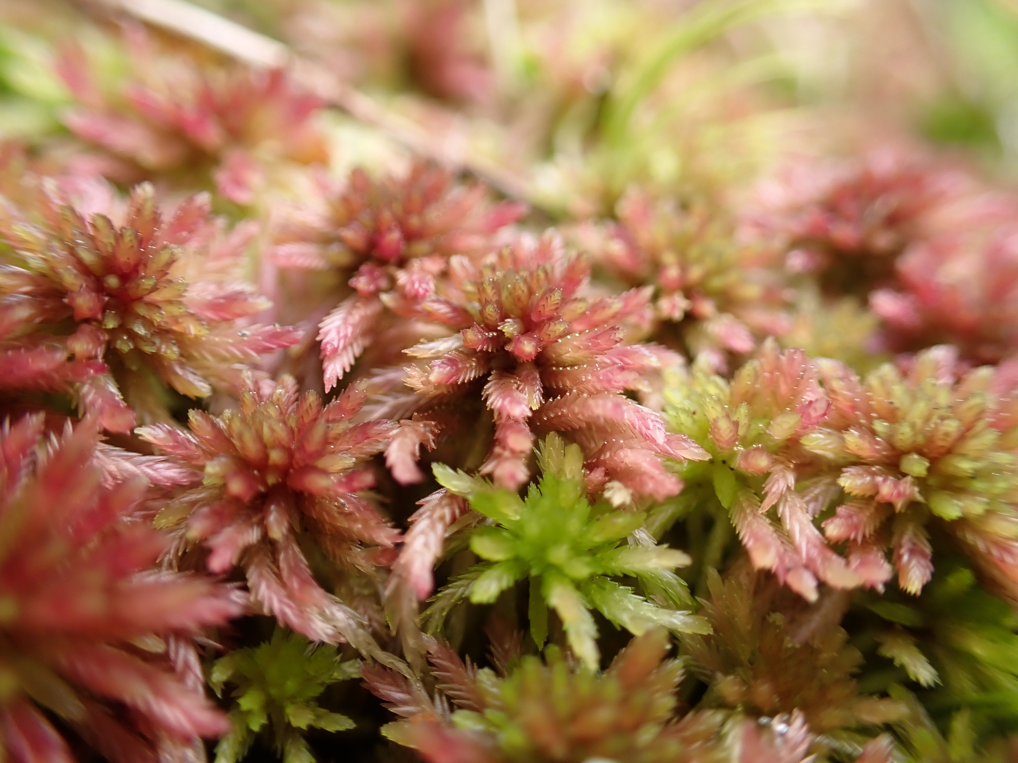 Sphagnaceae