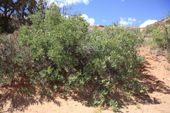 Quercus welshii