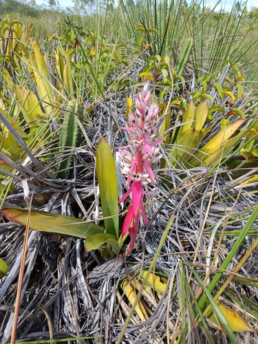 Aechmea sucreana