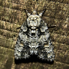 Acronicta ovata