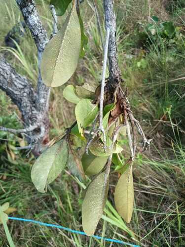 Image of Byrsonima crassifolia by (c) Guillaume Delaitre, some rights reserved (CC BY)