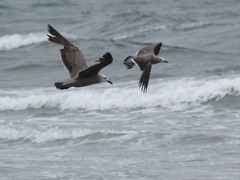 Leucophaeus modestus