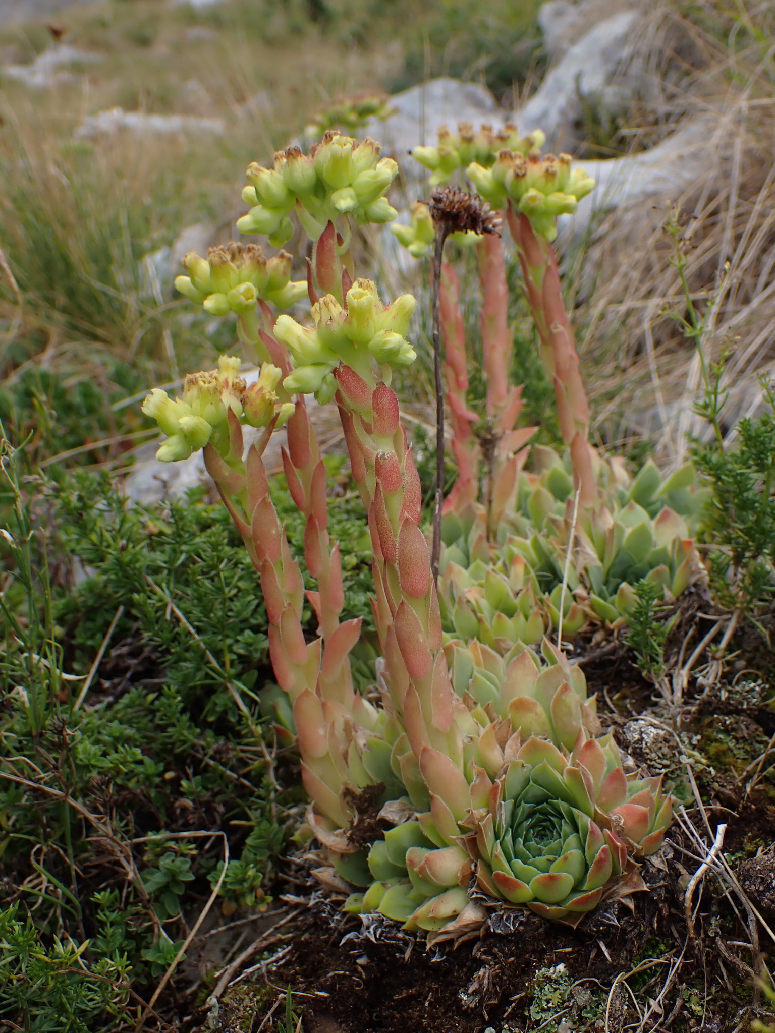 Sempervivum heuffelii 'Xanthoheuff' 2