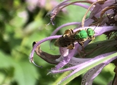 Agapostemon virescens
