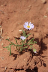 Erigeron bellidiastrum