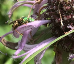 Agapostemon virescens