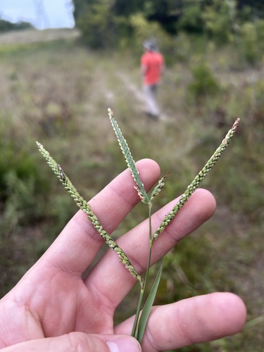 bull crowngrass (Paspalum boscianum)