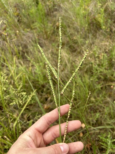 Image of Paspalum boscianum by no rights reserved