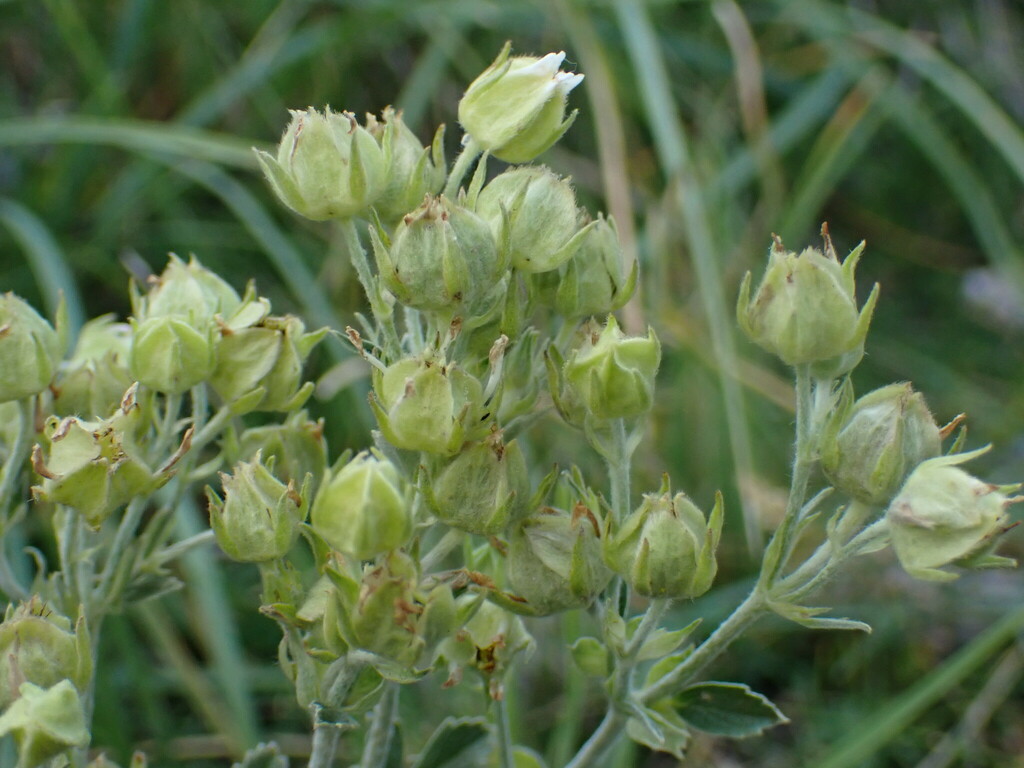 Potentilla speciosa; photograph (c) Milan Chytrý, some rights reserved (CC BY)