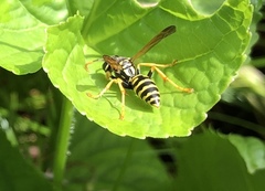 Polistes