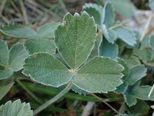 Potentilla speciosa, photograph 6