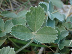 Potentilla speciosa, photograph (c) Milan Chytrý, some rights reserved (CC BY)