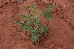 Lupinus pusillus