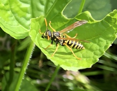 Polistes