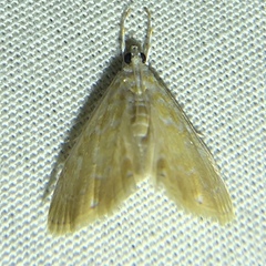 Glaphyria glaphyralis