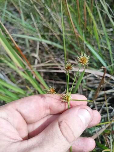 Image of Rhynchospora holoschoenoides by (c) Guillaume Delaitre, some rights reserved (CC BY)