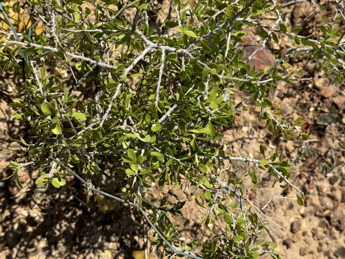Image of Schaefferia cuneifolia by (c) Chet Burrier, some rights reserved (CC BY)