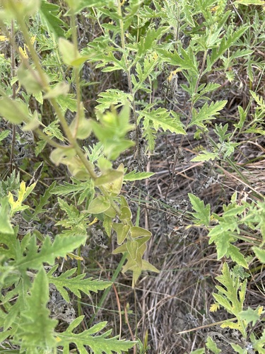 Image of Agalinis auriculata by no rights reserved