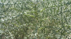Cornulaca aucheri