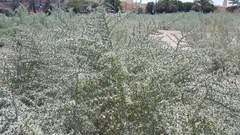 Cornulaca aucheri