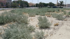 Cornulaca aucheri