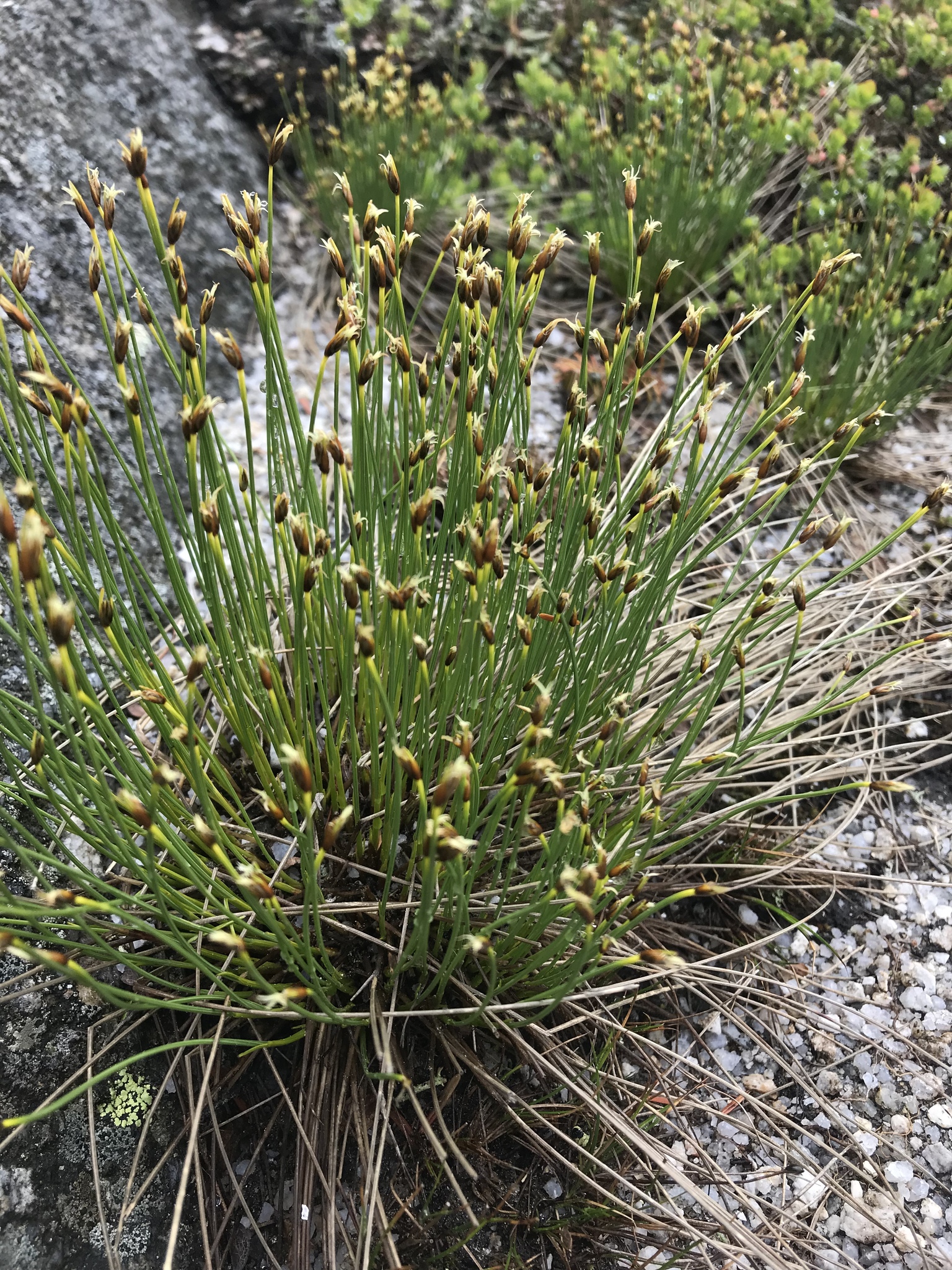Trichophorum cespitosum