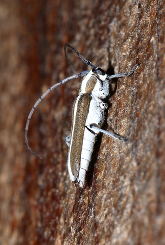 Round-headed Apple Tree Borer photo 3