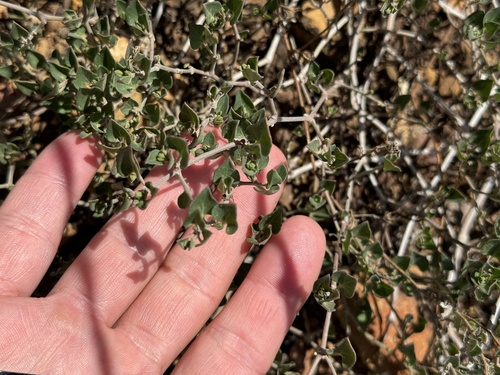Image of Acleisanthes obtusa by (c) Chet Burrier, some rights reserved (CC BY)