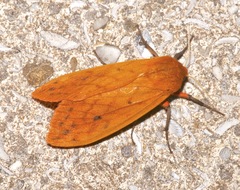Pyrrharctia isabella image