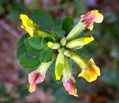 Chamaecytisus supinus