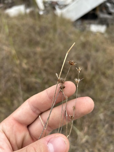 Ringseed rush (Juncus filipendulus)