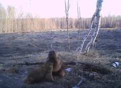 Marmota kastschenkoi