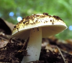 Amanita junquillea