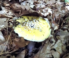 Amanita junquillea